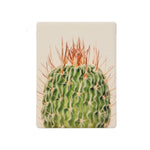Splosh - Natural Oasis Ceramic Magnet, Cacti